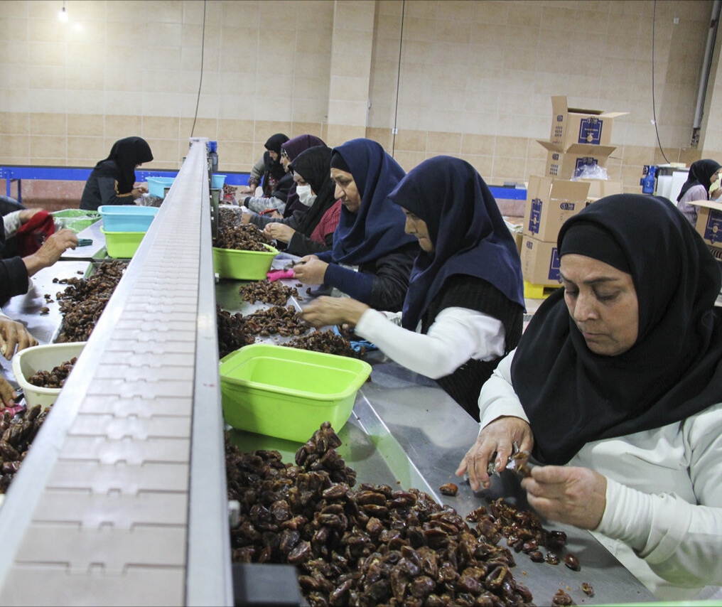 ضرورت بازاریابی برای صادرات خرمای خوزستان